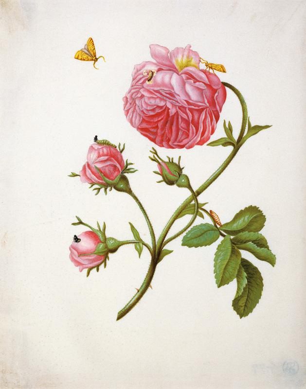 Rose mit Faltern in verschiedenen Ständen from Anna Maria Sibylla Merian