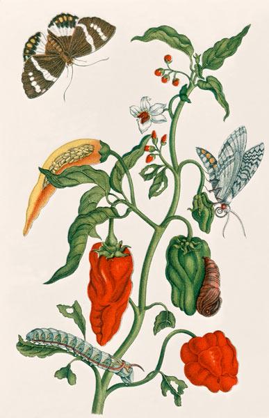 Spanish Pepper / M. S. Merian