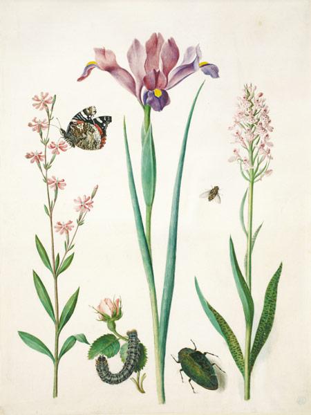 Pechnelke mit Admiral, Rose mit Brombeerspinner, Iris, Schwebfliege, Prachtkäfer und Knabenkraut.