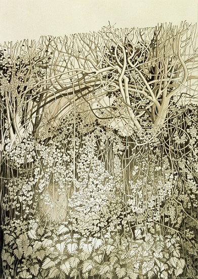 Hedge and Bank (pen & ink and wash on paper)  from Anna  Teasdale
