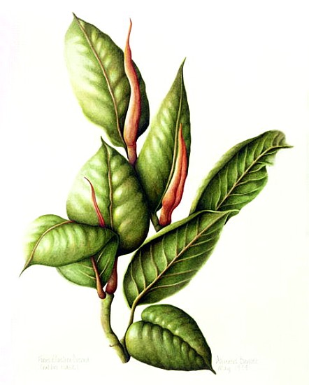 Rubber Plant, 1999 (w/c on paper)  from Annabel  Barrett