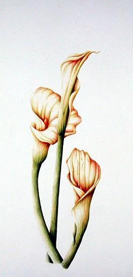 Arum Lily, 2001 (w/c on paper) 