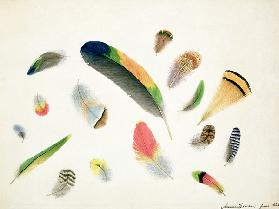 Studies of Feathers