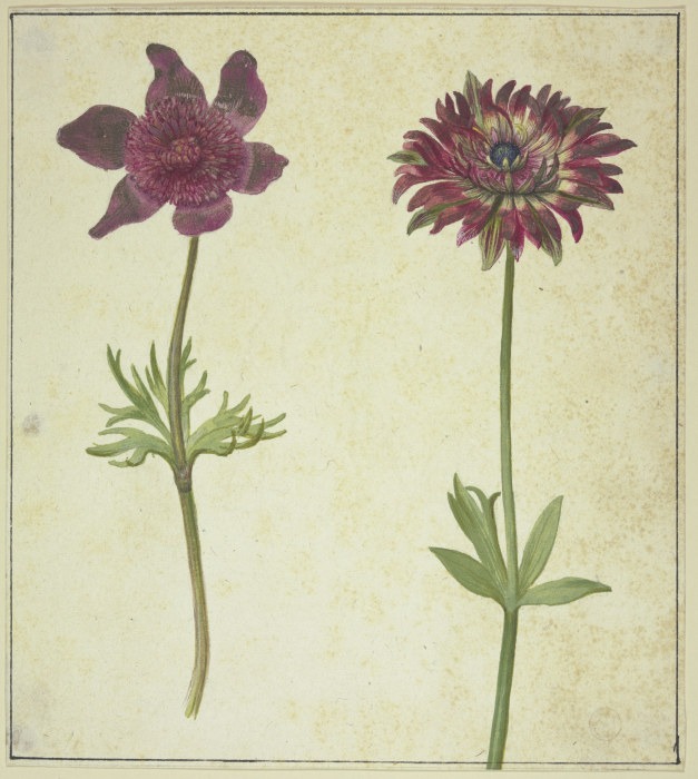 Zwei Blumen from Anonym