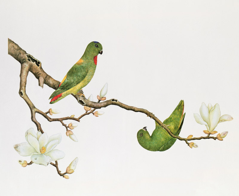 Blue-crowned parakeet, hanging on a magnolia branch from Anonymous