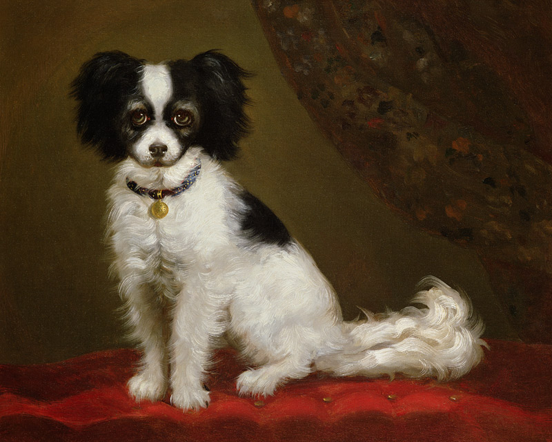 Portrait of a Spaniel from Anonymous