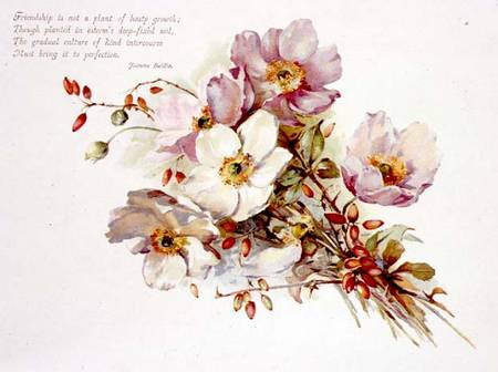 Friendship, Victorian, book illustration of flowers from Anonymous