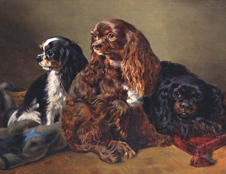 King Charles Spaniels from Anonymous