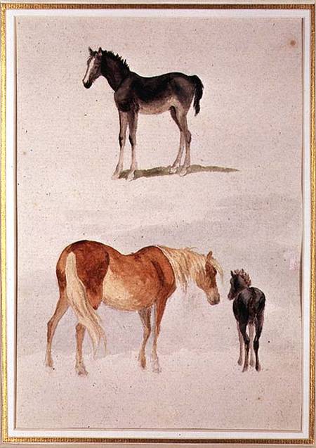 Mares and foals from Anonymous