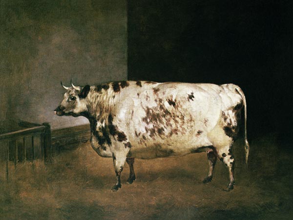 Shorthorn Cow from Anonymous