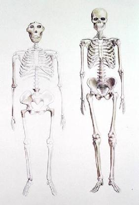 Skeletons of Australopithecus Boisei and Homo Sapiens