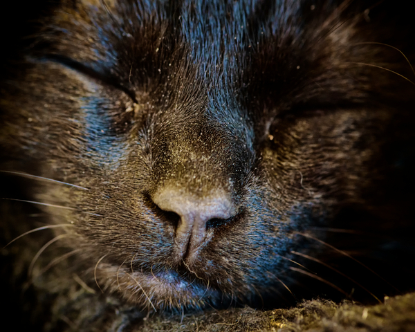 Black Cat Sleeps from Ant Smith