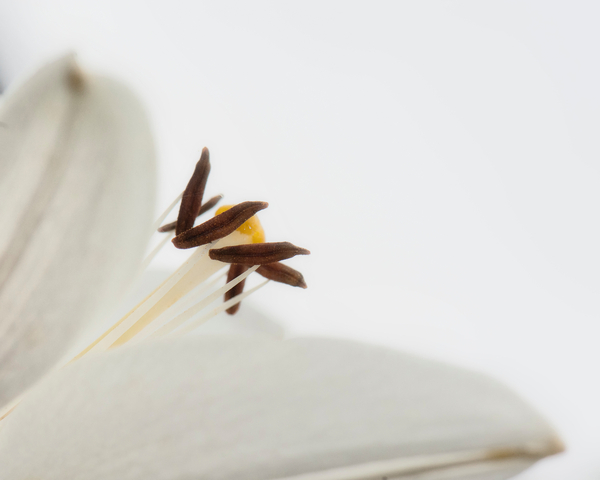 Delicate White Flower from Ant Smith