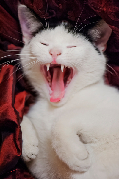 Kitten Yawns from Ant Smith