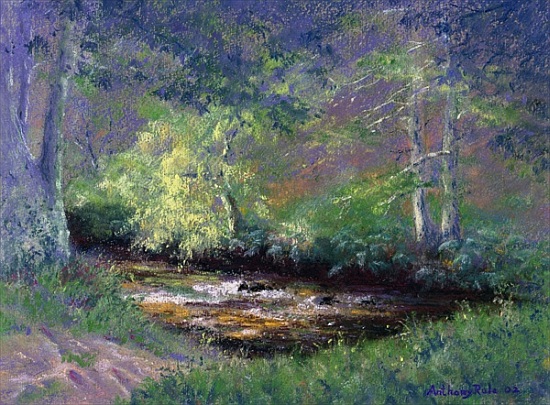 Forest Stream from Anthony  Rule