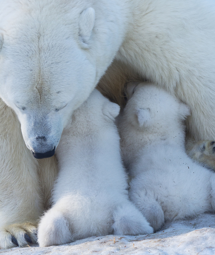 Eisbärenmutter füttert Zwillingsjunges from Anton Belovodchenko