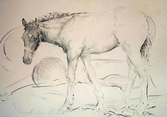 Horse at Coolmore, 1990 (charcoal on paper)  from Antonio  Ciccone