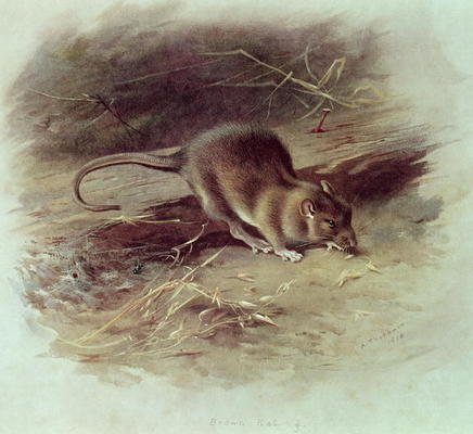 Brown Rat (Rattus norvegicus) 1918 (coloured engraving) from Archibald Thorburn