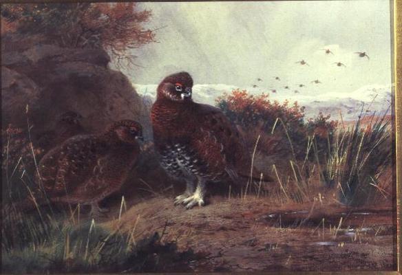 Grouse in a Winter Landscape from Archibald Thorburn