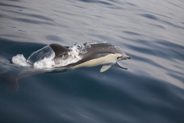 Common Dolphin from Arndt Manzel