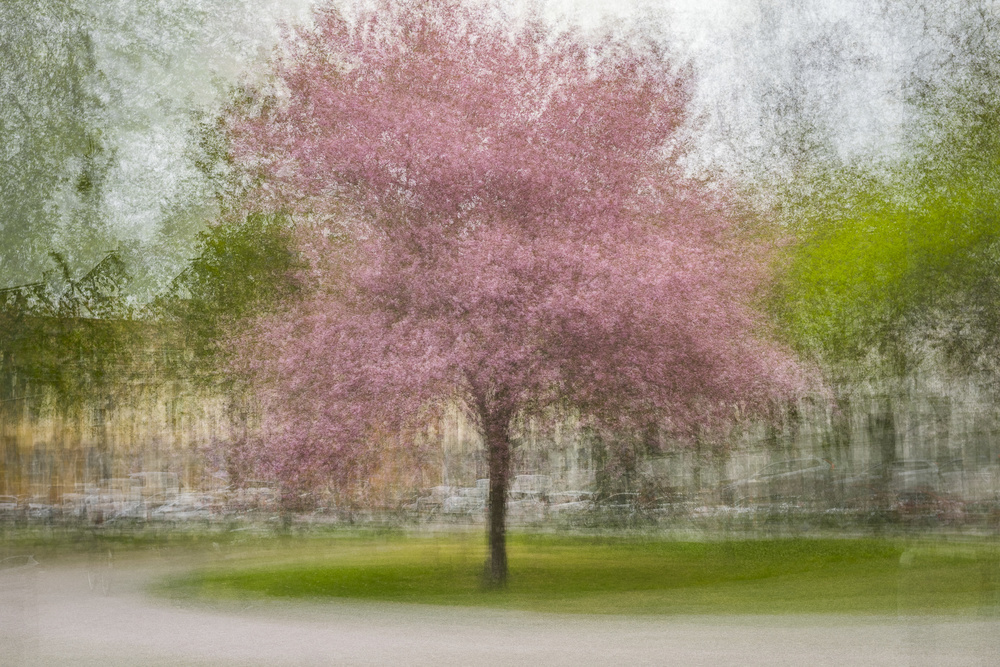 Japanischer Kirschbaum im Eskil-Park from Arne Östlund