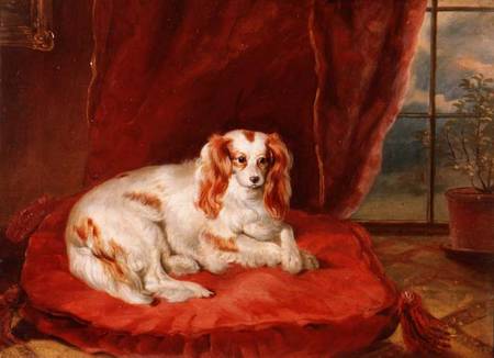 A Cavalier King Charles Spaniel Lying on a Red Cushion from Arthur J. Stark