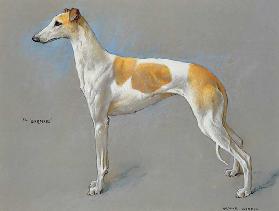 Die weiß-hellhäutige Greyhound-Hündin Barmaid