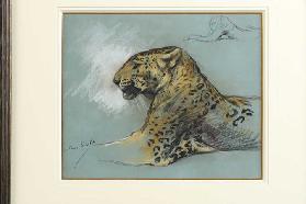 Ein Leopard, um 1910