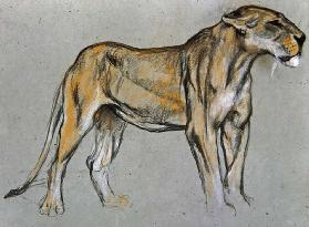 Eine Löwin, um 1900