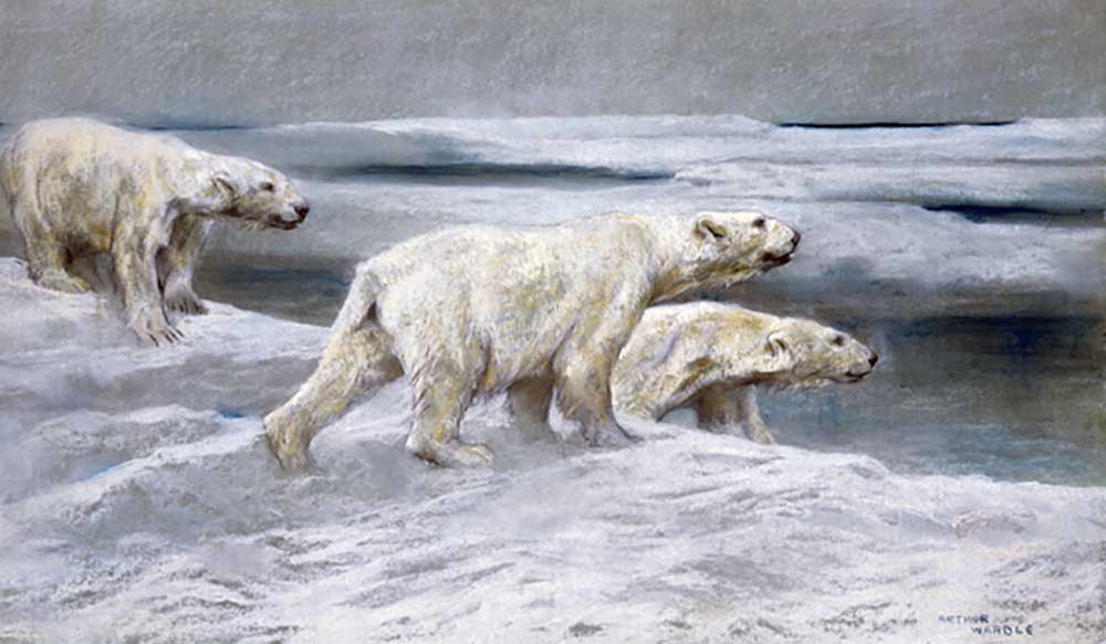 Eisbären, um 1900 from Arthur Wardle
