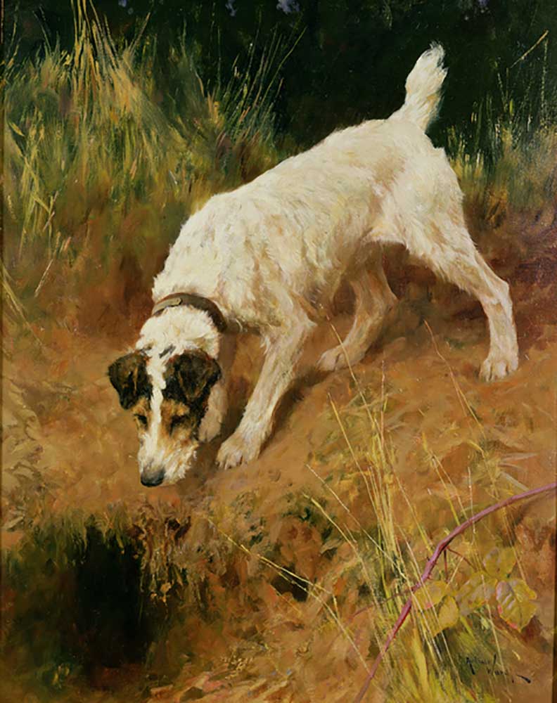 Foxterrier from Arthur Wardle