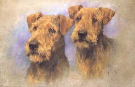 Portrait von zwei Lakeland Terriern