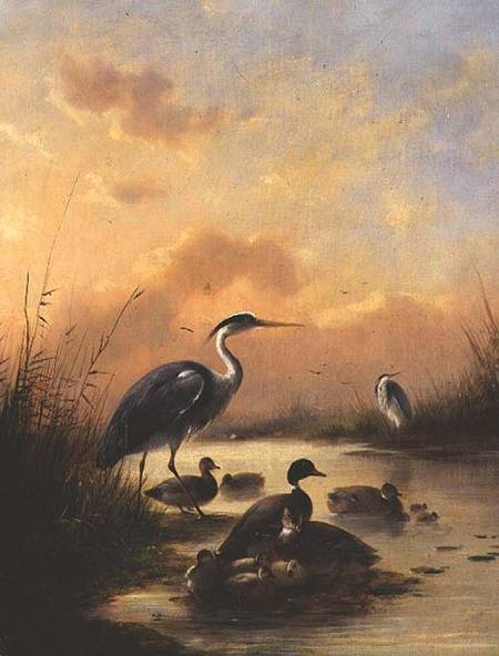 A family of Mallard and two Herons (pair of 77887) from Augustus Knip