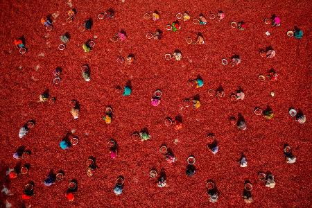 Frauen pflücken rote Chilis