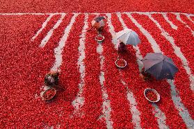 Red Chilies Pickers