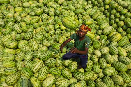 Wassermelonenarbeiter