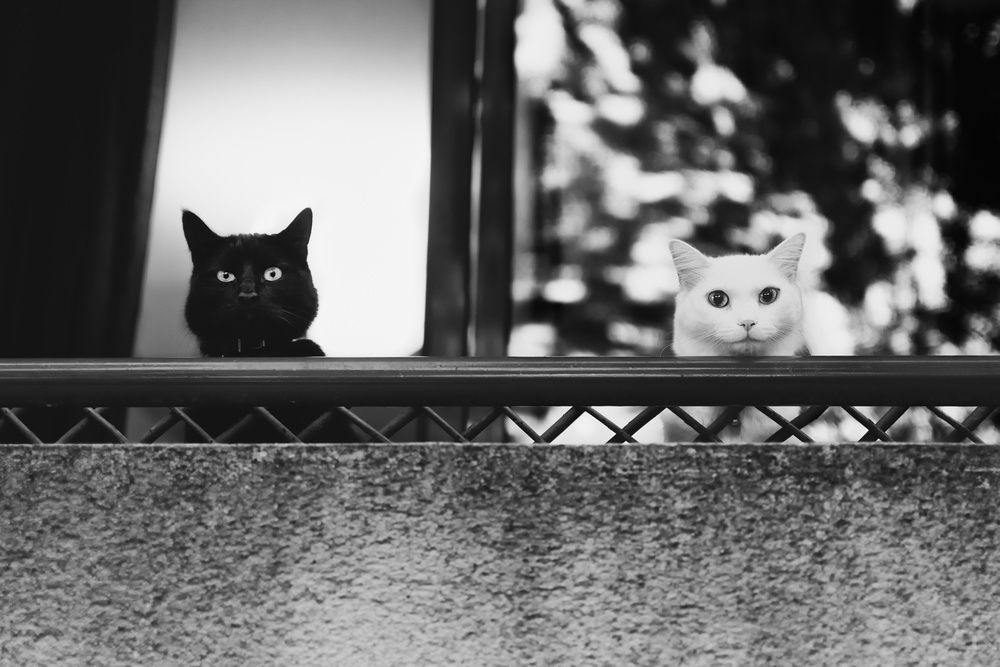 Zwei Katzen auf dem Balkon from Baptiste RIVIERE