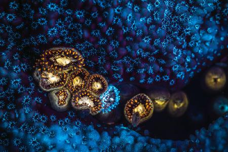 Anemone und fluoreszierende Koralle