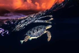 Grüne Schildkröte und Sonnenuntergang - Meeresschildkröte