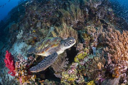 Korallengarten und grüne Schildkröte