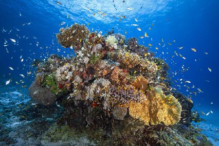 Unterwasser-Biodiversität