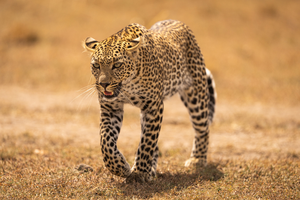 Gepard auf der Jagd from Barbara Gill
