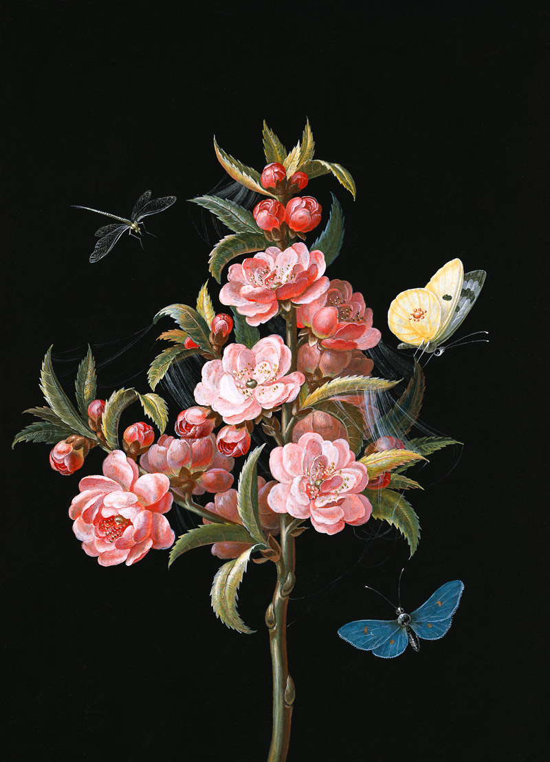 Japanische Quitte (oder Kirsche) mit Libelle und Schmetterlingen from Barbara Regina Dietzsch