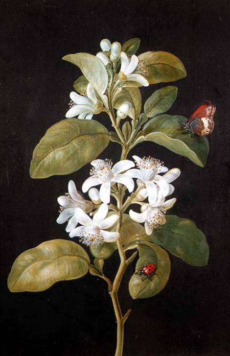 Pear Blossom from Barbara Regina Dietzsch