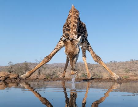 Trinkwasser einer Giraffe