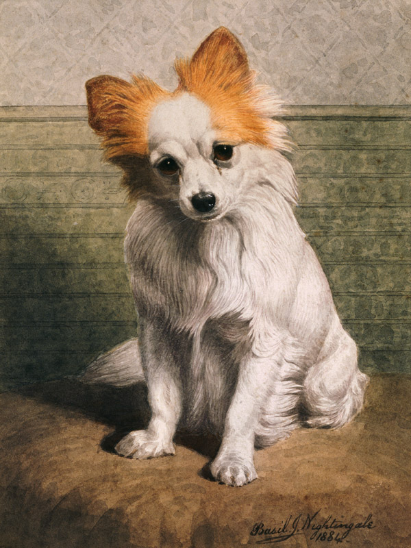 Toy Dog, 1884 (w/c)  from Basil J. Nightingale