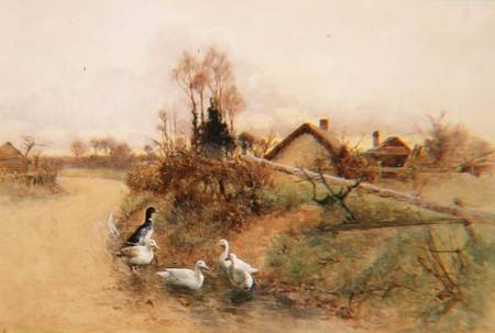 Dabbling Ducks from Benjamin D. Sigmund