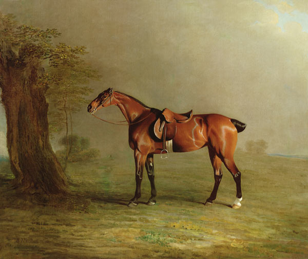 Racehorse from Benjamin Marshall