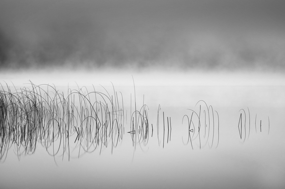 Schilf im Nebel from Benny Pettersson