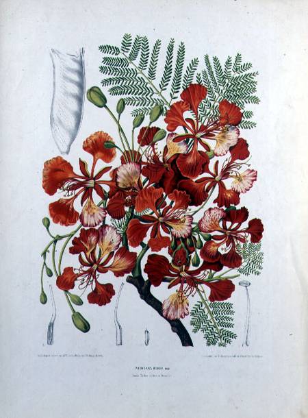 Poinciana Regia, illustration from 'Fleurs, Fruits et Feuillages Choises de la Flore et de la Pomone from Berthe Hoola van Nooten